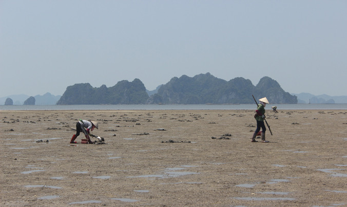 Dù vô cùng vất vả nhưng nghề đào sá sùng vẫn chỉ dành riêng cho phụ nữ.