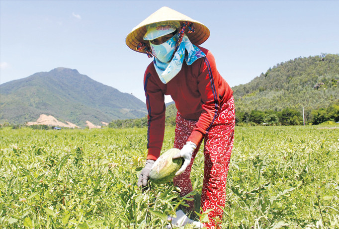 Bà con thôn Trường Định lâm cảnh trắng tay khi ruộng dưa gần tới ngày thu hoạch bị thối trái. Ảnh: Thanh Trần.