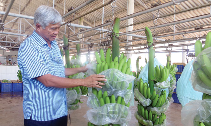 Nông dân không dễ vay vốn làm nông nghiệp (Ảnh: Trang trại chuối của ông Võ Quan Huy (Long An) khó vay vốn ngân hàng).