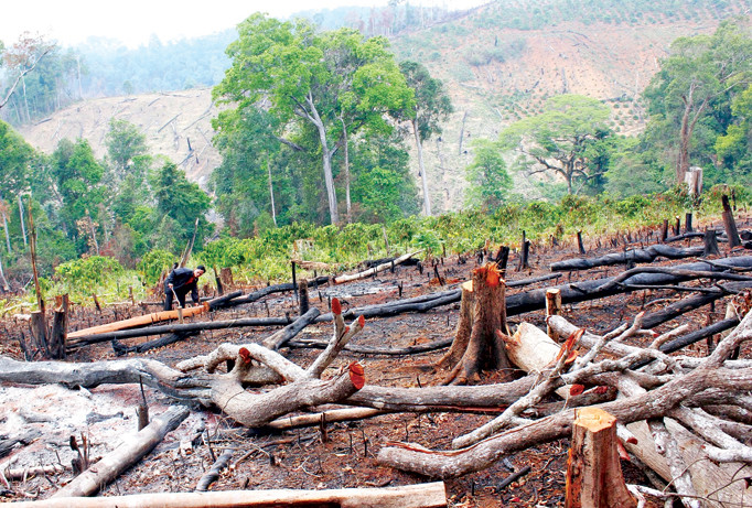 Nhiều cánh rừng tự nhiên ở Đắk Nông bị tàn phá lấy đất sản xuất.