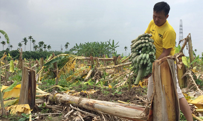 Vườn chuối hàng nghìn cây bị chặt phá trong một đêm.