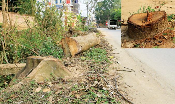 Cây xanh bên đường bị chặt ở huyện Thạch Thất, Hà Nội. Ảnh: Trường Phong.
