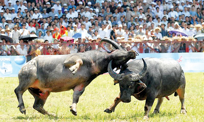 Hải Phòng vẫn muốn tổ chức Lễ hội chọi trâu