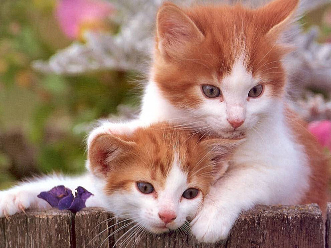 Dịch vụ cho thuê mèo ở Nga