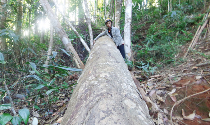 Cây cóc đá “khủng” bị đốn hạ ở rừng Ngọc Hồi.