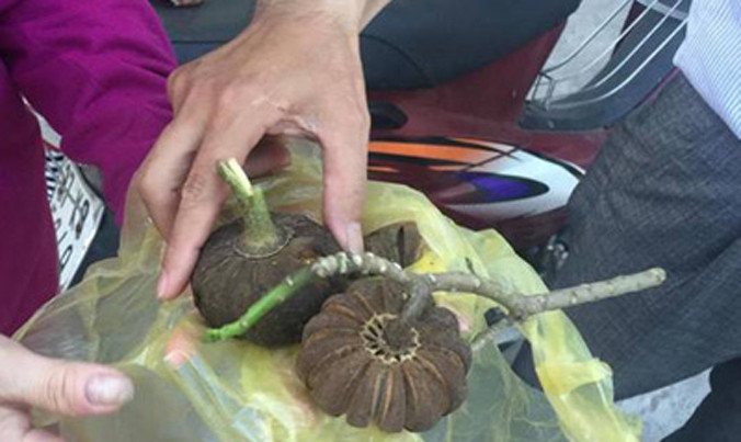 Gần đây, khoảng 100 học sinh tại Nghệ An - Hà Tĩnh ngộ độc do ăn quả cây ngô đồng.