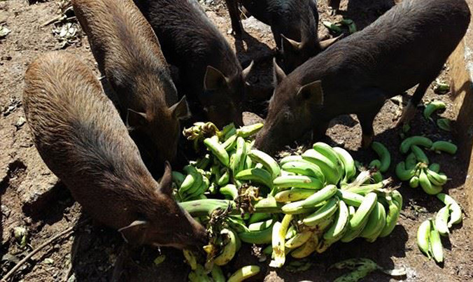 Chuối già hương xuất khẩu phải để cho lợn ăn vì rớt giá. Ảnh: Đ.M.