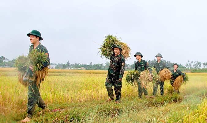 ĐVTN biên phòng Quảng Ninh giúp nhân dân địa phương gặt lúa.