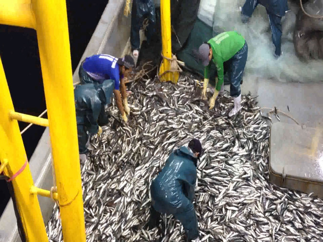 Một mẻ cá trị giá hàng trăm triệu vừa được ngư dân đưa lên sàn tàu.