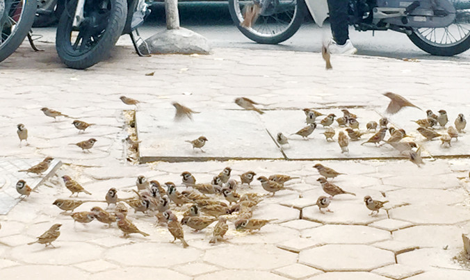 Những người đàn bà nuôi chim sẻ