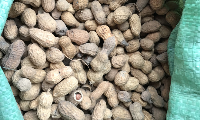 Giống lạc kém chất lượng từ huyện cấp cho người dân.