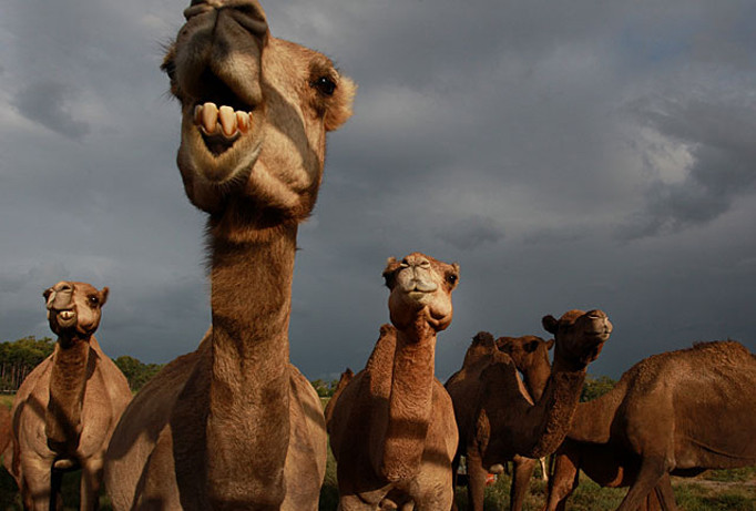 Lạc đà ở ARập Xêút.