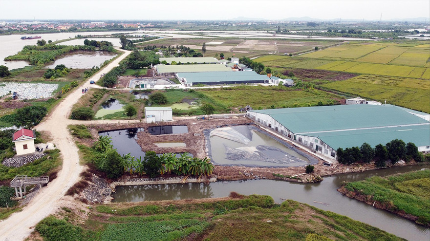 Toàn cảnh 8 trang trại chăn nuôi lợn tại xã Dũng Tiến (Vĩnh Bảo, Hải Phòng)