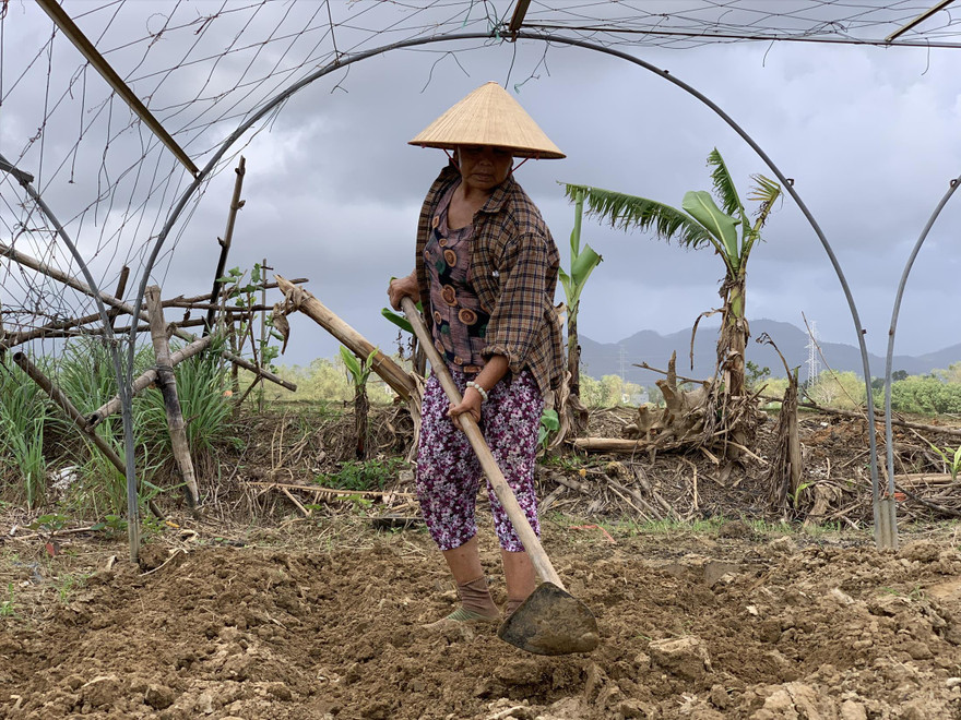 Các hộ nông dân ở HTX Rau Túy Loan (huyện Hòa Vang) tất bật chuẩn bị đất trồng để canh tác vụ mới, trước mắt là trồng rau ngắn ngày, sau đó “ngóng” trời để xuống giống vụ Tết. Ảnh: Giang Thanh 