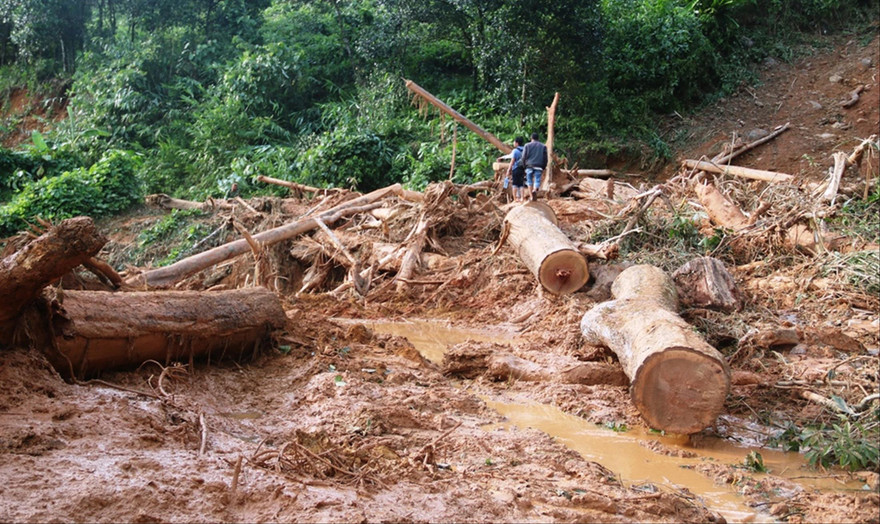 Những thân gỗ ngổn ngang sau vụ sạt lở. Ảnh: Cảnh Huệ