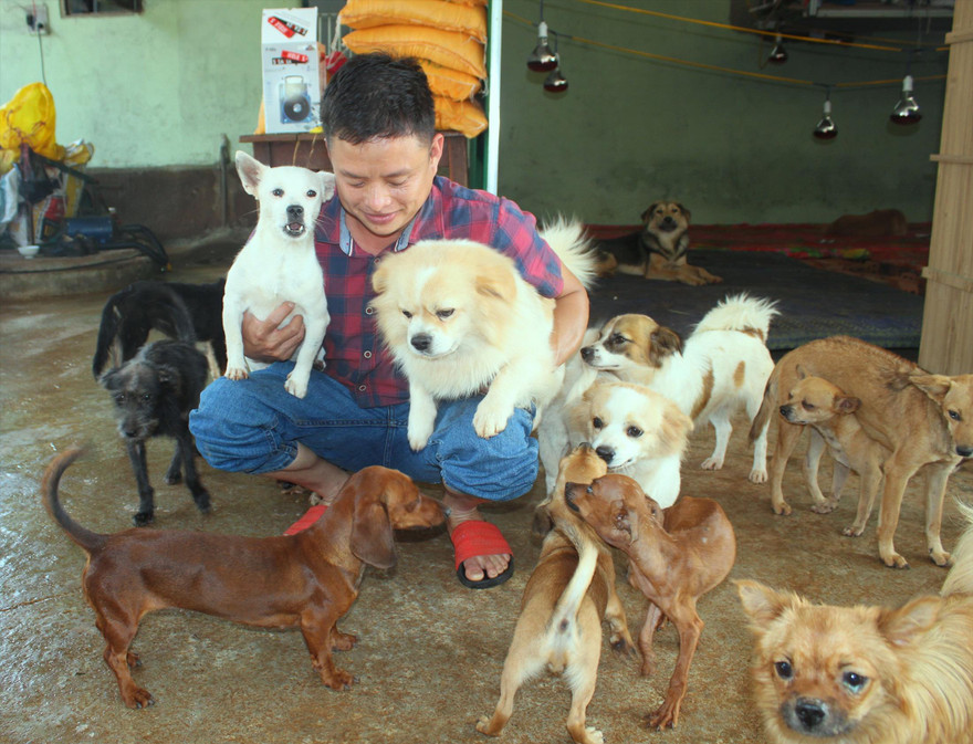 Anh Dương và đàn chó được anh cứu về