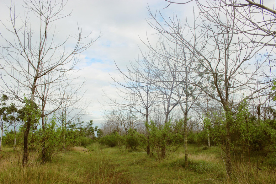 Cao su trồng tại huyện Ea Súp (Đắk Lắk) bị chết khô