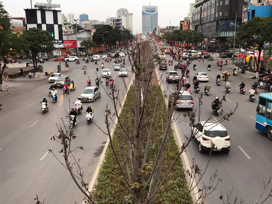 Sau 3 năm hàng phong trồng tại Hà Nội lá vẫn chưa đỏ