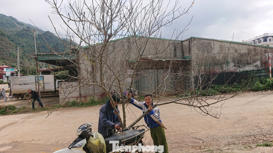 Sẽ dán tem cho đào về xuôi chơi Tết. Ảnh chụp tại Mộc Châu (Sơn La) cuối năm 2019.