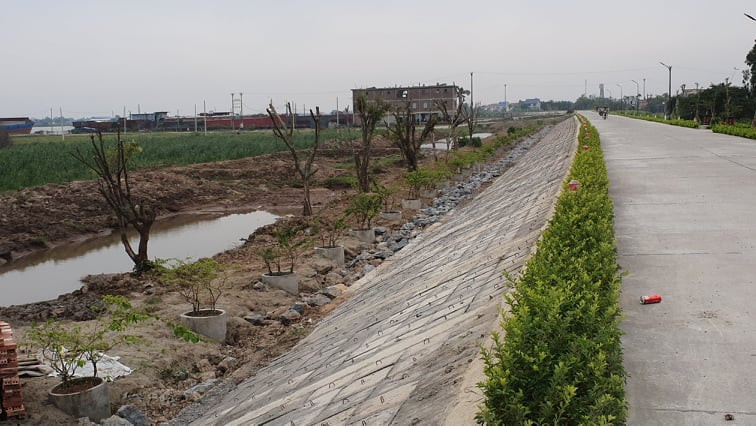 Hàng cây lâu năm trồng xâm phạm đê sông Đáy (địa phận tỉnh Ninh Bình).