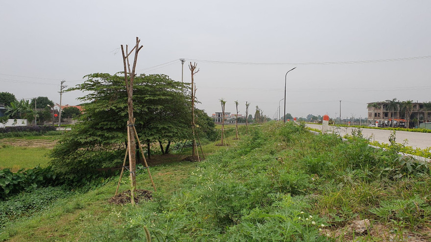Ngang nhiên trồng hàng trăm cây lâu năm xâm phạm đê sông Đáy