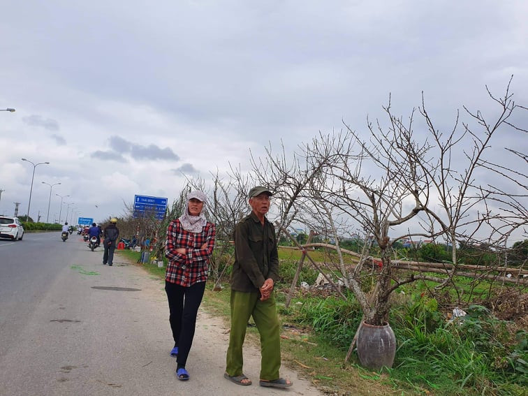 Đào vùng cao xuống phố thực chất được trồng trong vườn, không phải đào rừng