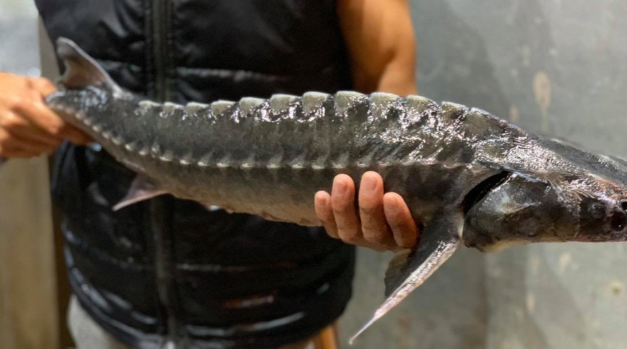 Hải quan kiểm soát chặt nhập khẩu cá tầm