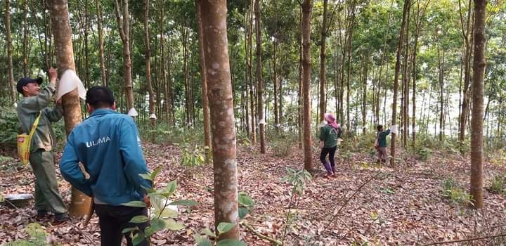 Tranh luận về cây cao su hấp thụ khí ô xi, thải CO2.