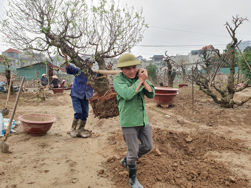 Mỗi ngày có người thu nhập tiền triệu từ việc gom đào thuê cho các chủ vườn ở Nhật Tân Hà Nội.