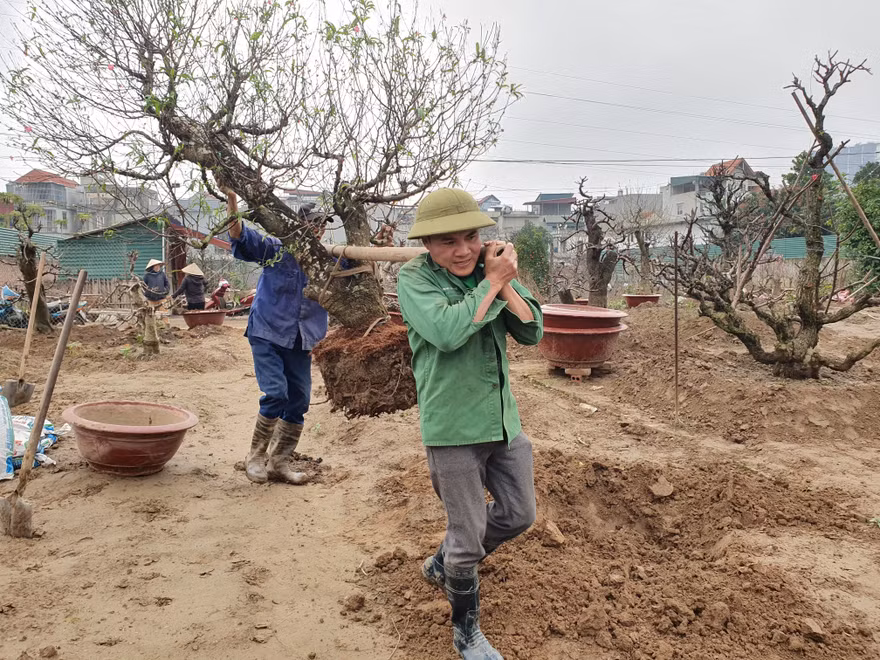Mỗi ngày có người thu nhập tiền triệu từ việc gom đào thuê cho các chủ vườn ở Nhật Tân Hà Nội.