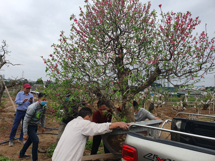 Làng đào, quất Hà Nội tất bật chuẩn bị vụ mới