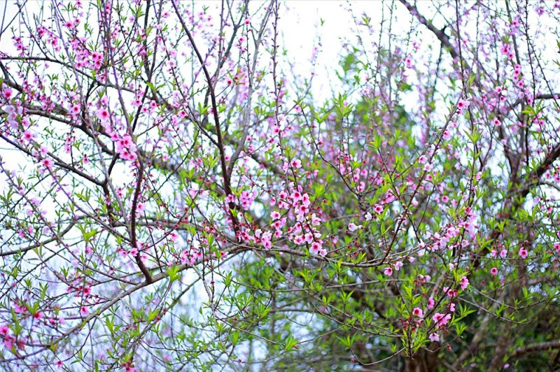 UBND huyện Vân Hồ đã xây dựng mẫu tem xác định nguồn gốc đào trồng của người dân - Ảnh: internet