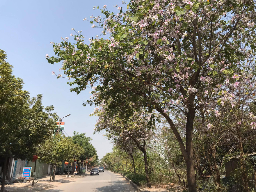 Đường hoa ban trắng đẹp mê mẩn ở ngoại thành Hà Nội