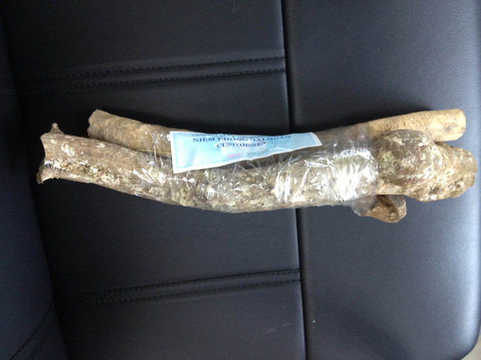 Một khúc san hô đen nhập lậu.