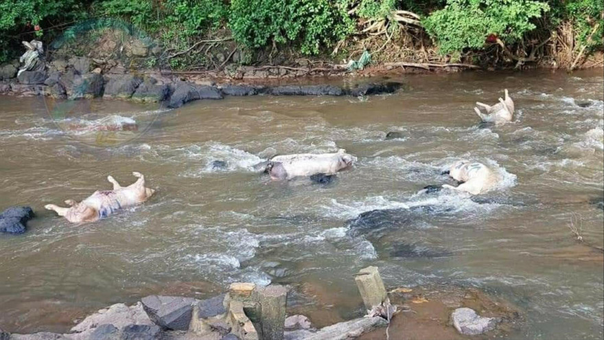 Người dân vứt heo chết ở sông Nhạn