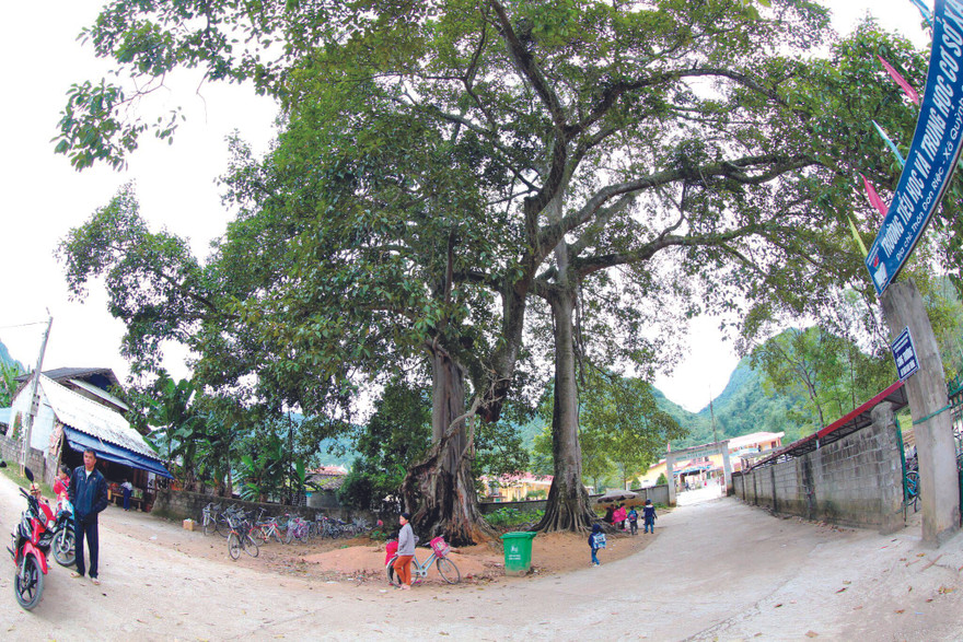 Bảo tồn rừng nguyên sinh ở Bắc Sơn Ảnh: Doãn Tuấn 