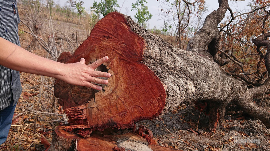 Rừng bị tàn phá thuộc địa phận xã Cư M’lan, huyện Ea Súp (tỉnh Đắk Lắk) Ảnh: Vũ Long