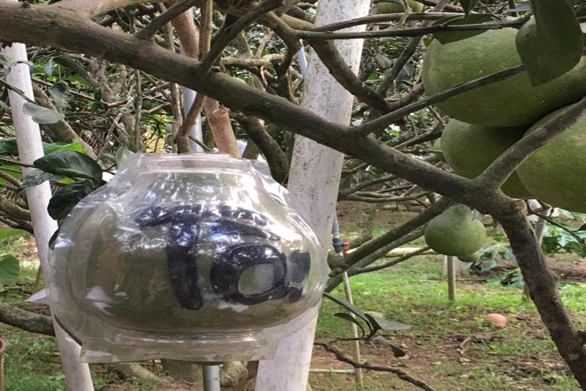 Bưởi hồ lô tài - lộc giá trị cao