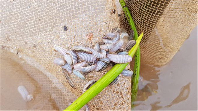 Một số “sinh vật lạ” được người dân địa phương gọi là sâu biển Ảnh: M.Đ