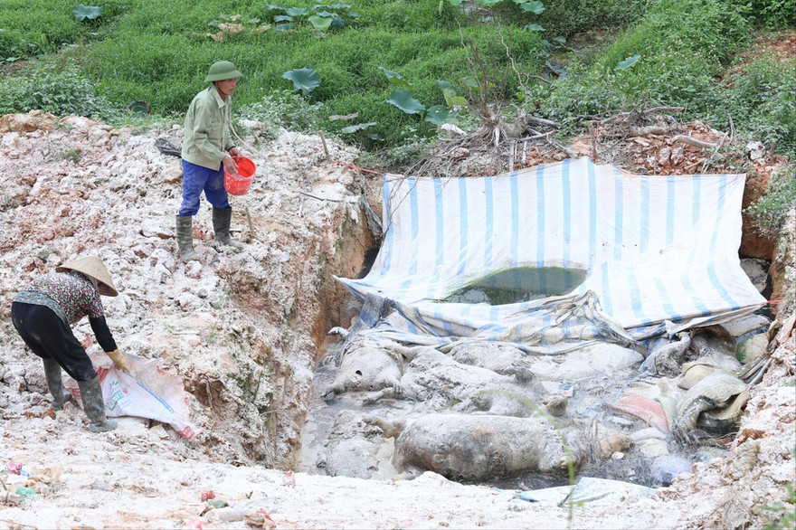 Hố tiêu hủy không được chôn lấp, gây mùi hôi thối, lây lan mầm bệnh Ảnh: B. Phương