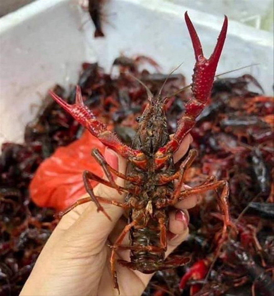  Tôm càng đỏ là sinh vật ngoại lai xâm hại, việc kinh doanh, tiêu thụ loài này là vi phạm qui định pháp luật về đa dạng sinh học và thủy sản