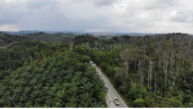  Một con đường ở tỉnh Đông Kalimantan, nơi dự kiến xây dựng thủ đô mới của Indonesia Ảnh: NAR