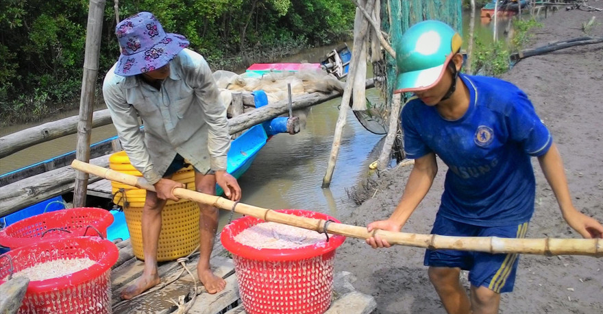 Vận chuyển ruốc lên bờ sau chuyến biển