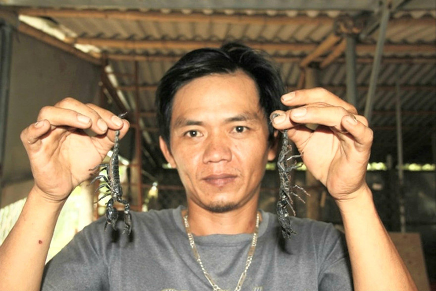 Trung khoe mô hình nuôi bò cạp lấy thịt được thị trường ưa chuộng 