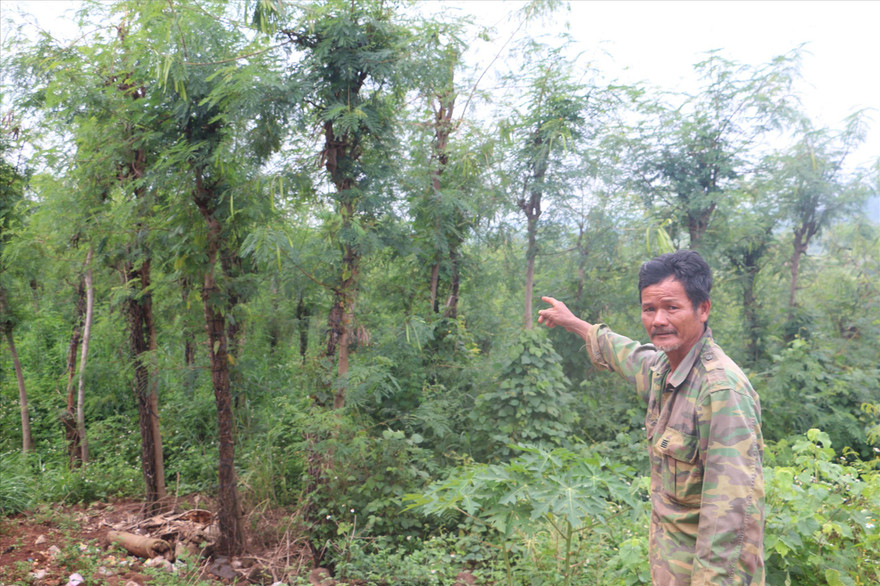 Ông Sơn bên diện tích đất được cấp “nhầm” bìa đỏ 