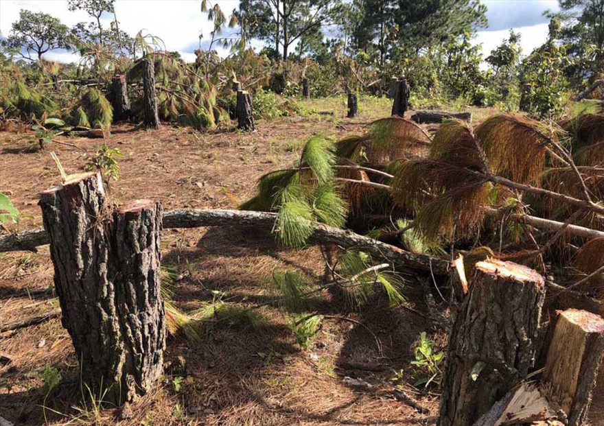 Cây rừng bị cưa hạ ngổn ngang