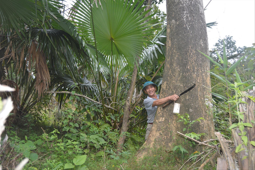 Ông Đinh Ngọc Loan bên một cây dó