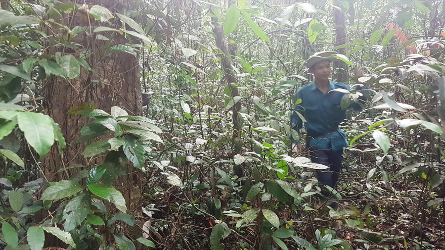 Anh Phan Văn Trí đang mở đường để dẫn chúng tôi vào thăm thú một cây bằng lăng cổ thụ trên 100 năm tuổi