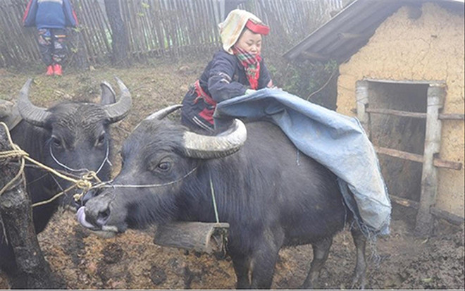 Người Dao phòng chống rét cho đàn trâu. Ảnh: TL