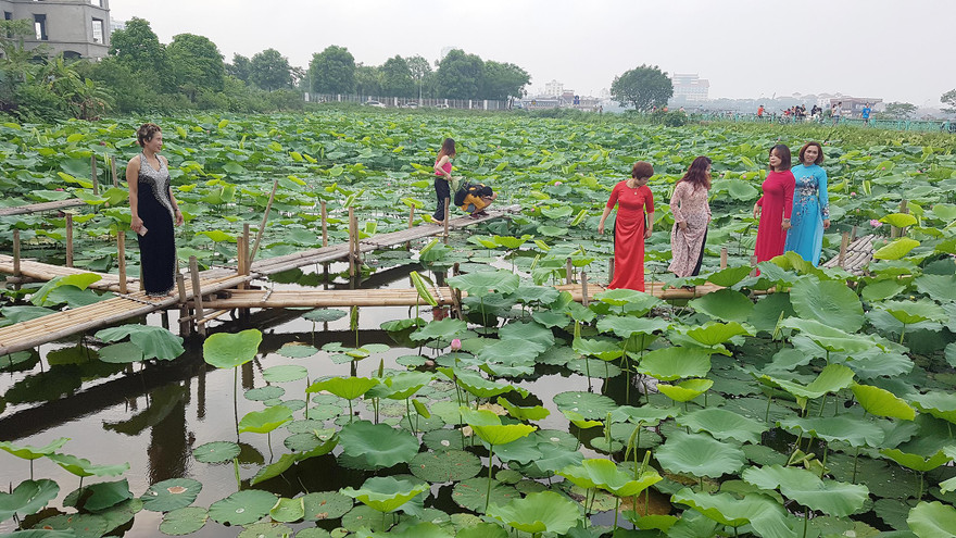 Chen chân chụp ảnh ở những ao sen Tây Hồ. Ảnh: MẠNH THẮNG
